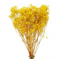 Droogbloemen Gypsophila Yellow 120 gram