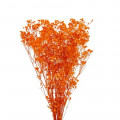 Droogbloemen Gypsophila Orange 120 gram