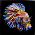Kare Wandfoto Glass Electric Fish