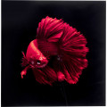 Kare Wandfoto Glass Fire Fish