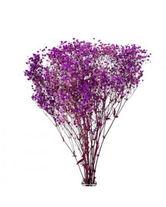Droogbloemen Gypsophila Purple 120 gram