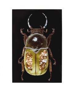 Kare Wandfoto Glass Shiney Dung Beetle 80x120cm