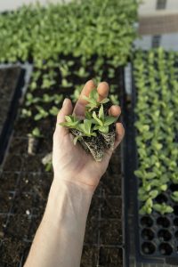 moestuin aanleggen